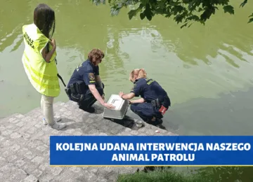 Interwencja Animal Patrolu: Ocalenie kaczki i piskląt