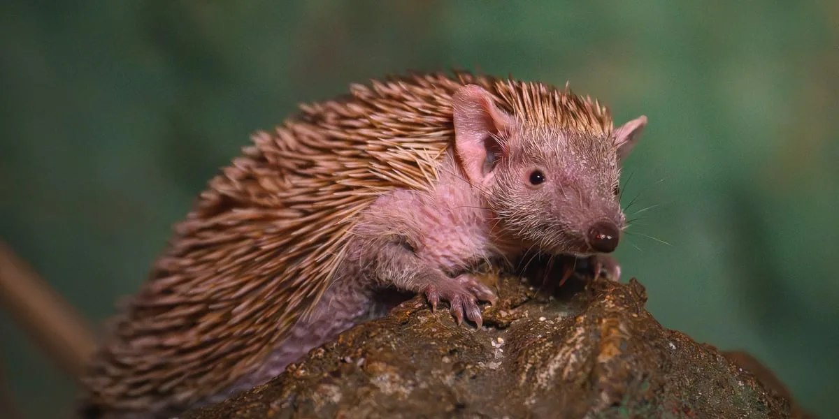 Nowa mieszkanka wrocławskiego zoo: tenrek mniejszy