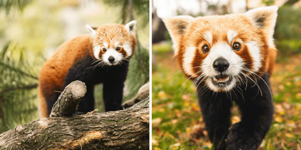 Trzecie urodziny Berniego, samca pandki rudej, w wrocławskim zoo