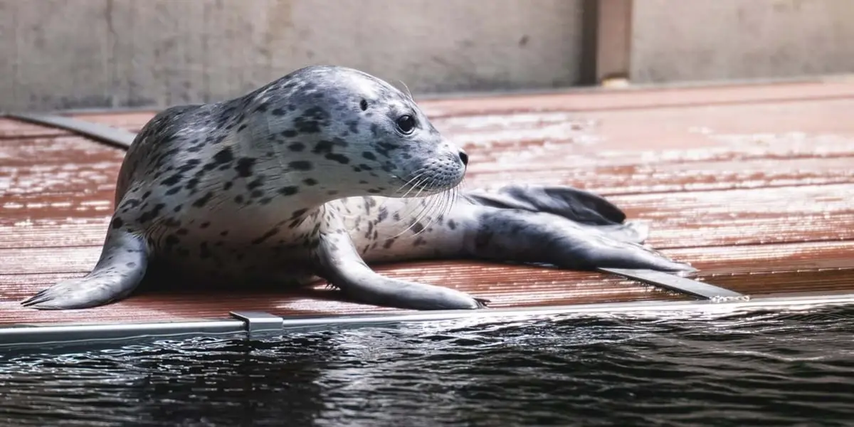 Mako zmienia dietę. Aktualności o foku z ZOO Wrocław