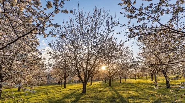 Arboretum Wojsławice w gronie nagrodzonych w plebiscycie Cuda Polski 2026