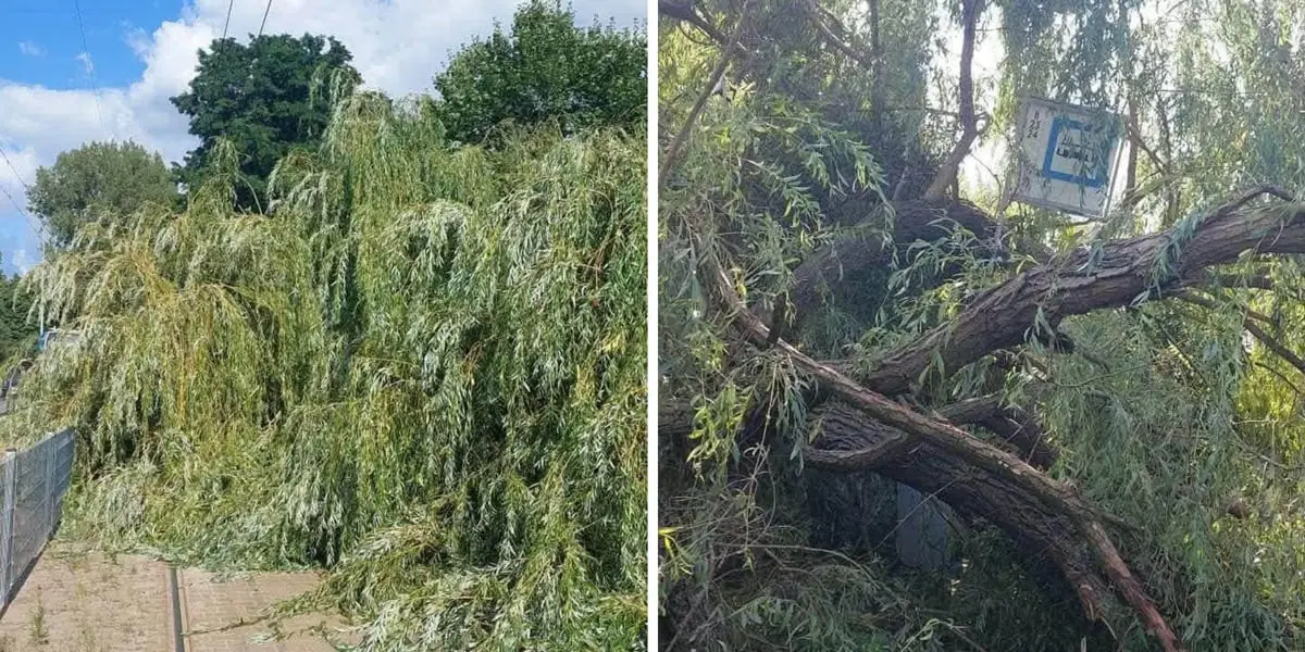 Utrudnienia w kursowaniu tramwajów do pętli Kowale z powodu drzewa na torowisku
