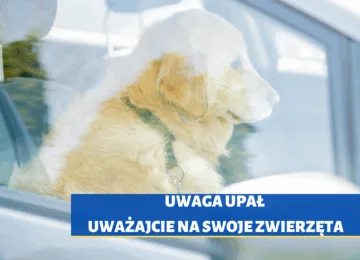 Ostrzeżenie przed upałem – dbaj o swoje zwierzęta