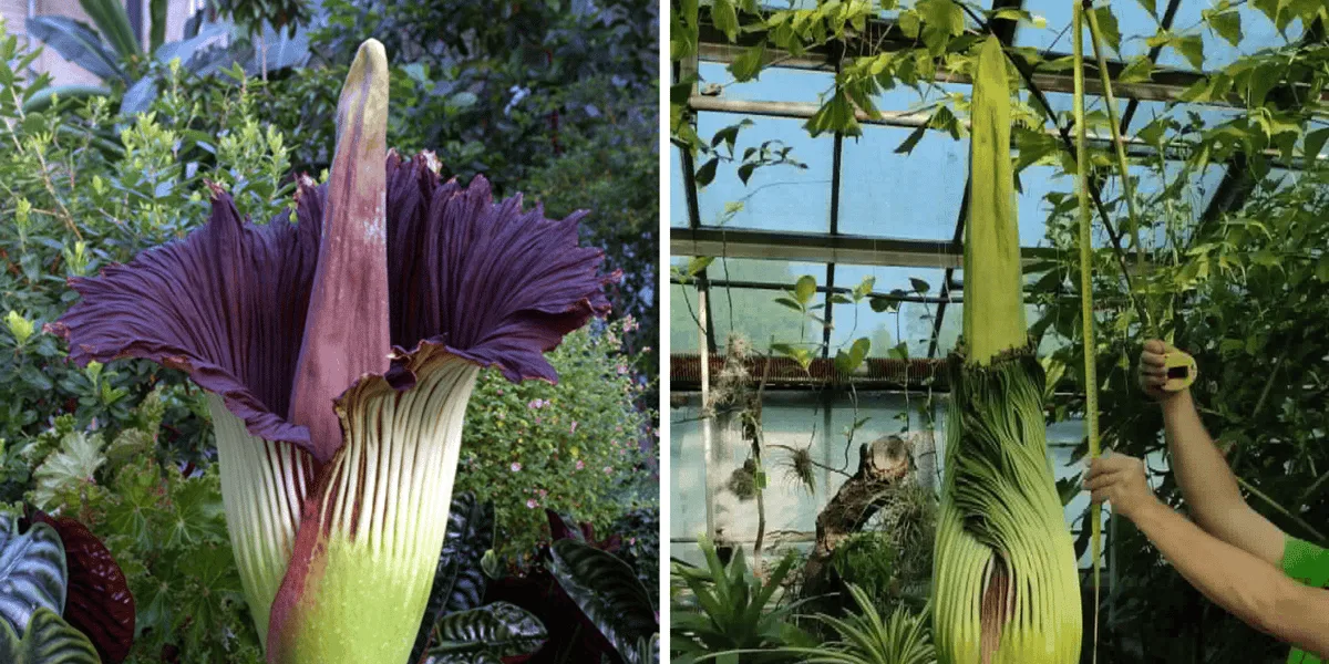 Dziwidło z Wrocławia zaczęło kwitnąć - Ogród Botaniczny czynny w nocy