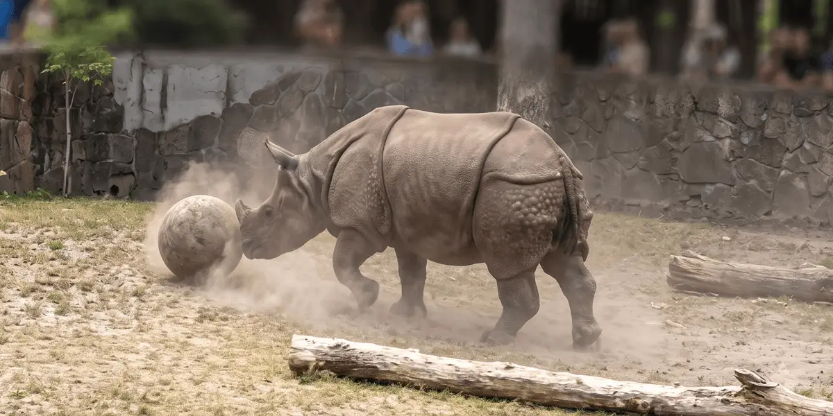 Czułek gotowy na zgrupowanie. Nowy nosorożec w zoo zaprezentował swoje umiejętności piłkarskie | WIDEO