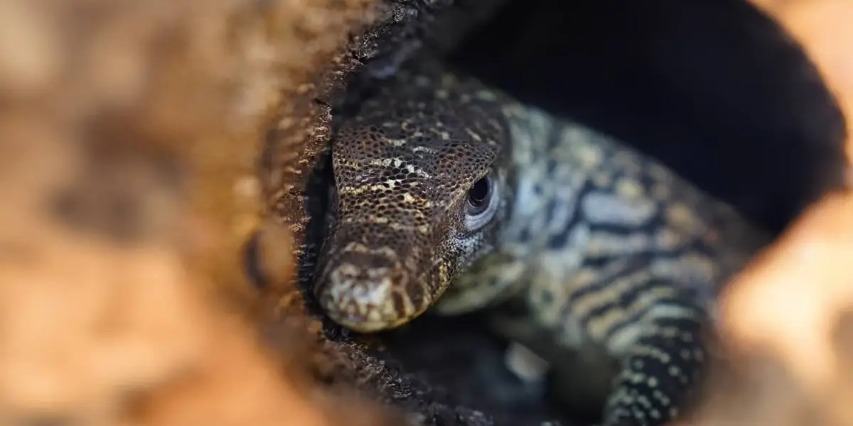 We wrocławskim zoo wykluł się po raz pierwszy w Polsce waran z Komodo