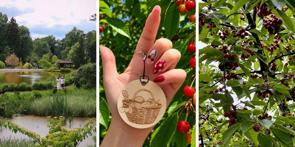 Rekord Polski w jedzeniu czereśni w Arboretum Wojsławice – dołącz do zabawy!