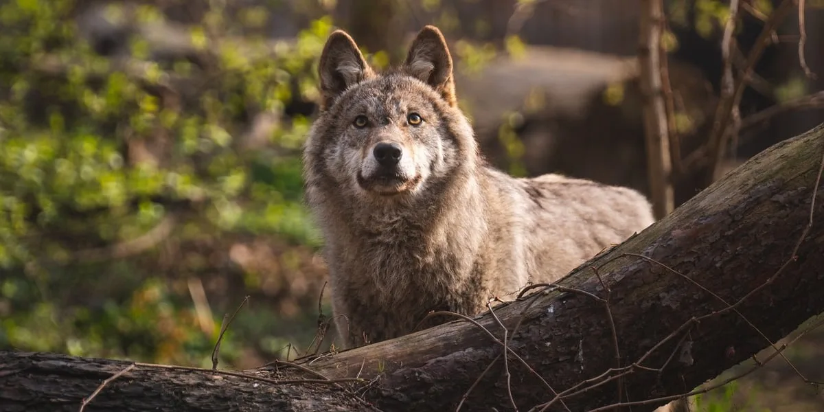Konkurs na noc z wilkiem w Zoo Wrocław – zdobądź podwójne zaproszenia