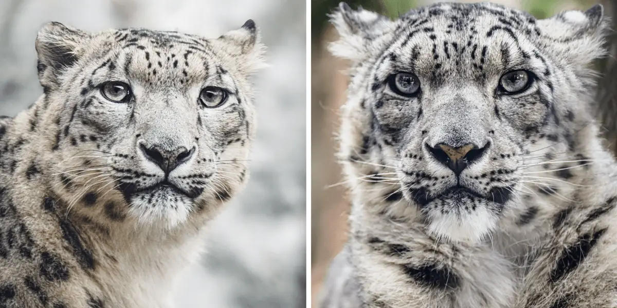 Pantery śnieżne we wrocławskim zoo zareagowały na nietypowy prezent