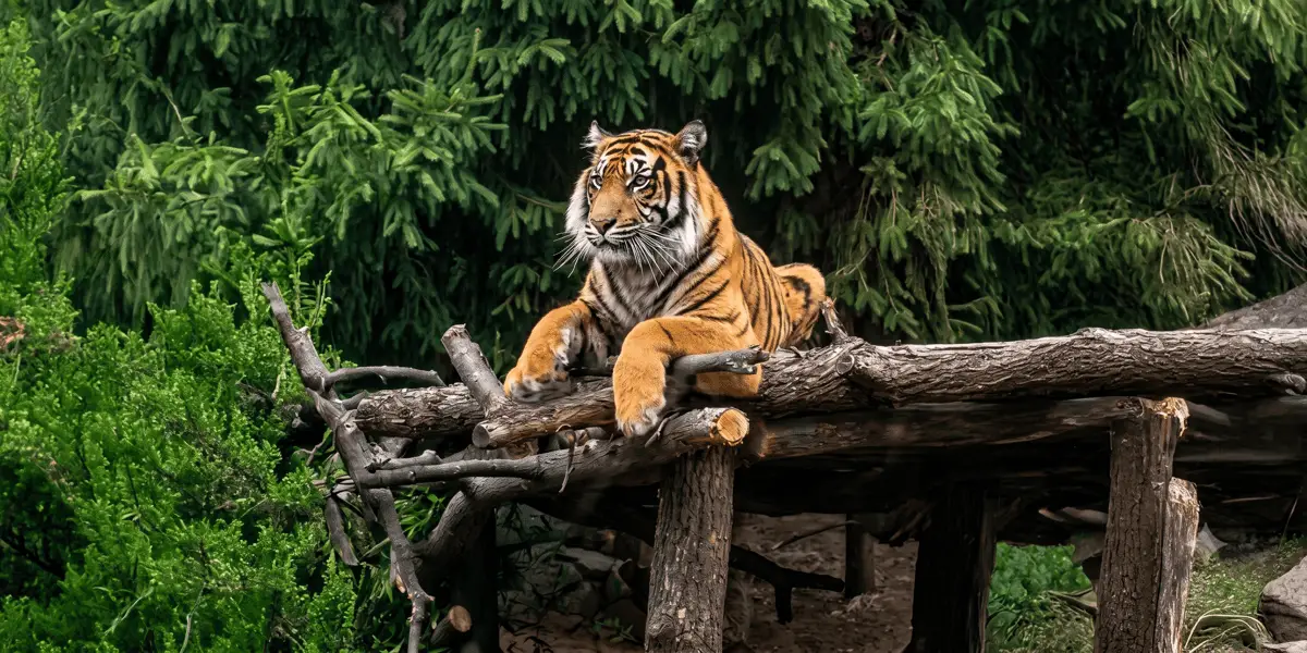 Tygrysy w ZOO Wrocław mają nowe platformy do wspinaczki